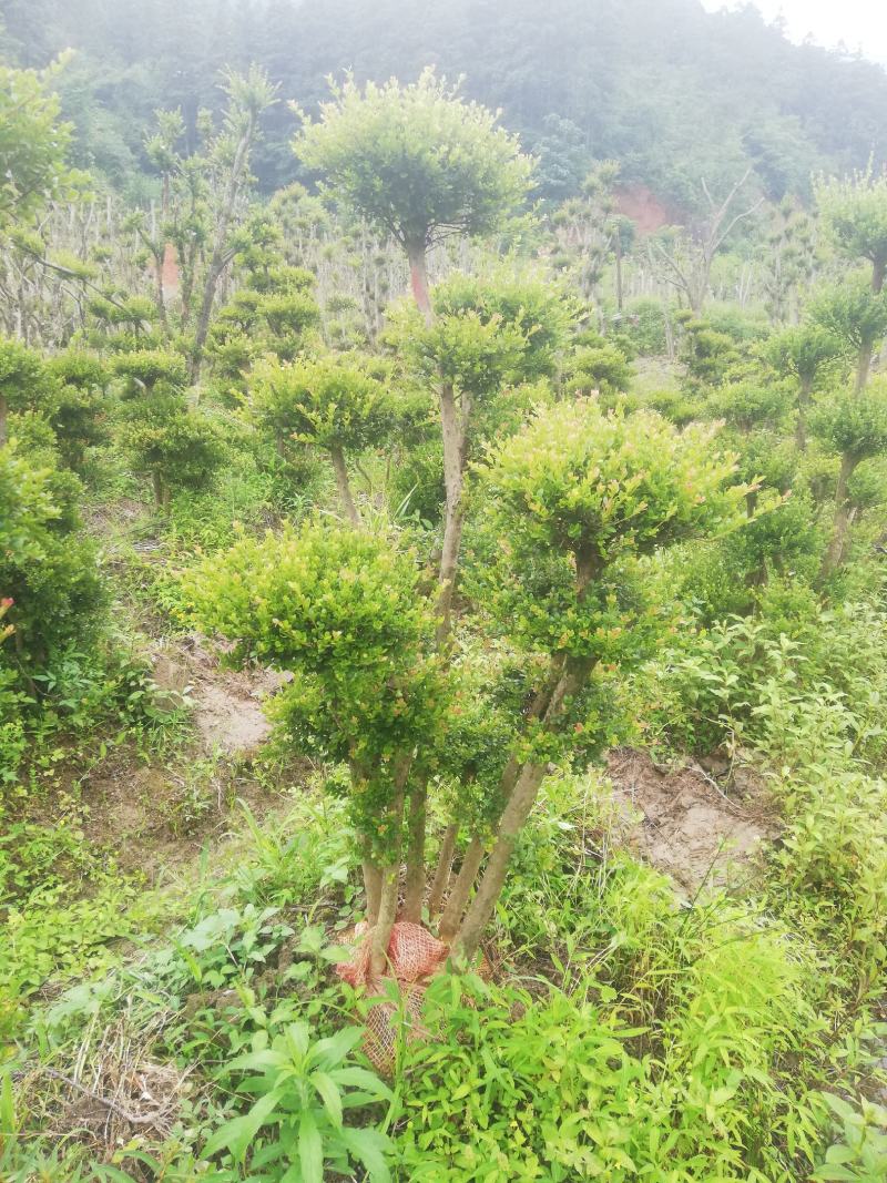 小叶赤楠