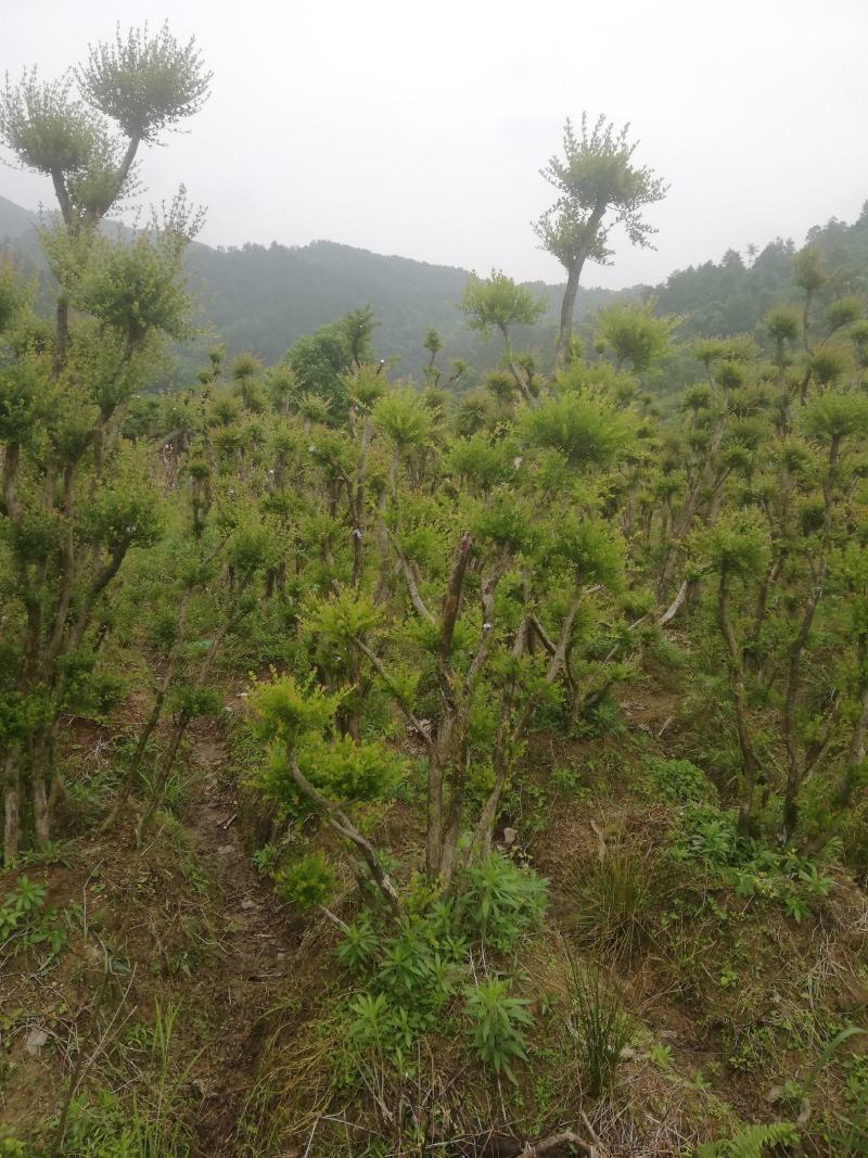 小叶赤楠