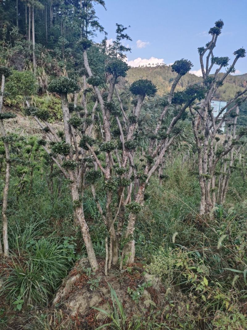 小叶赤楠