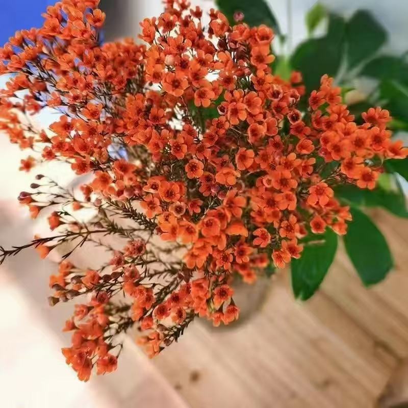 腊梅多颜色混装鲜花20元模式基地直发快递包邮夜市团购地摊