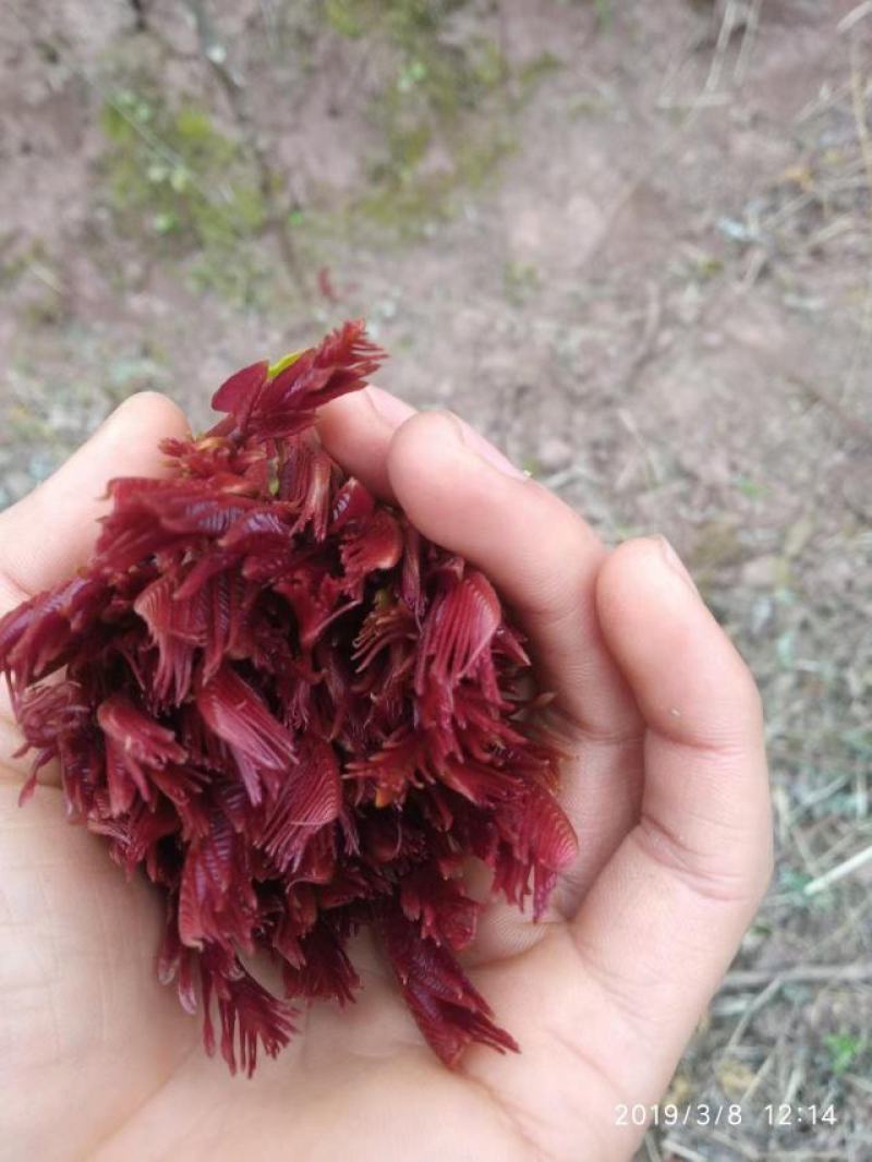 红油香椿巴山红香椿香椿芽色泽味美鲜香浓郁即将上市