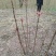 红油香椿巴山红香椿香椿芽色泽味美鲜香浓郁即将上市