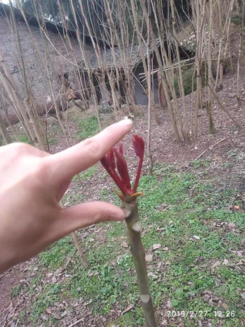 红油香椿巴山红香椿香椿芽色泽味美鲜香浓郁即将上市