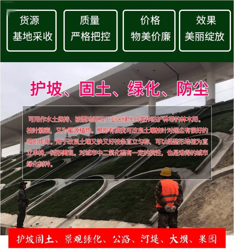 紫穗槐种子棉刺槐树绿化斜山边坡高速公路护坡固土植物杂灌木
