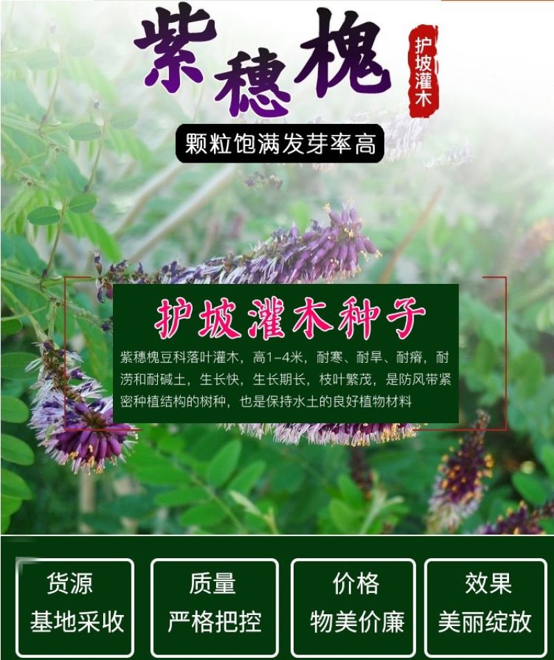 紫穗槐种子棉刺槐树绿化斜山边坡高速公路护坡固土植物杂灌木