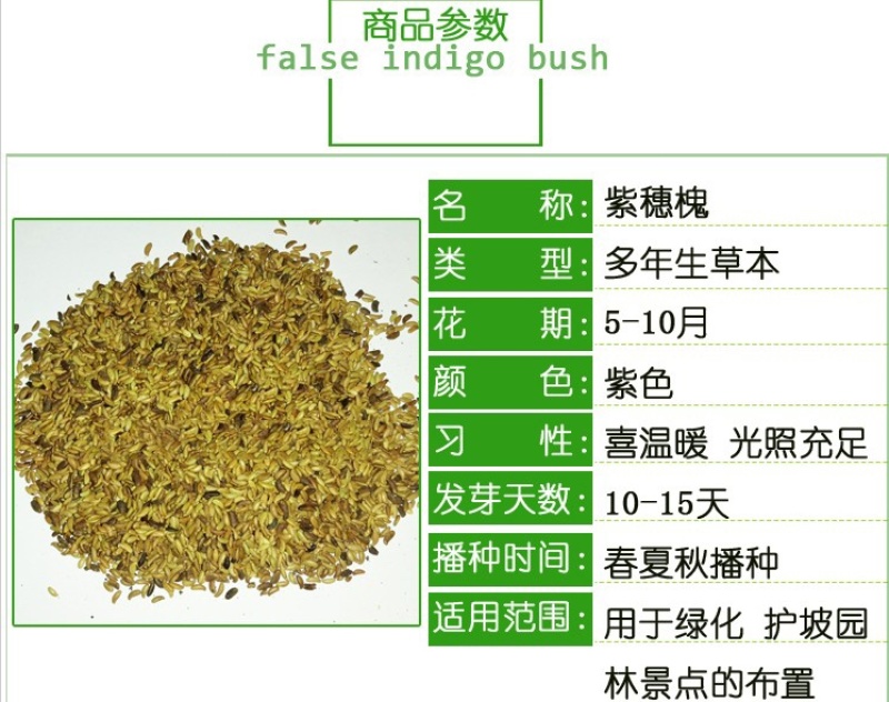 紫穗槐种子棉刺槐树绿化斜山边坡高速公路护坡固土植物杂灌木