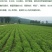 紫穗槐种子棉刺槐树绿化斜山边坡高速公路护坡固土植物杂灌木