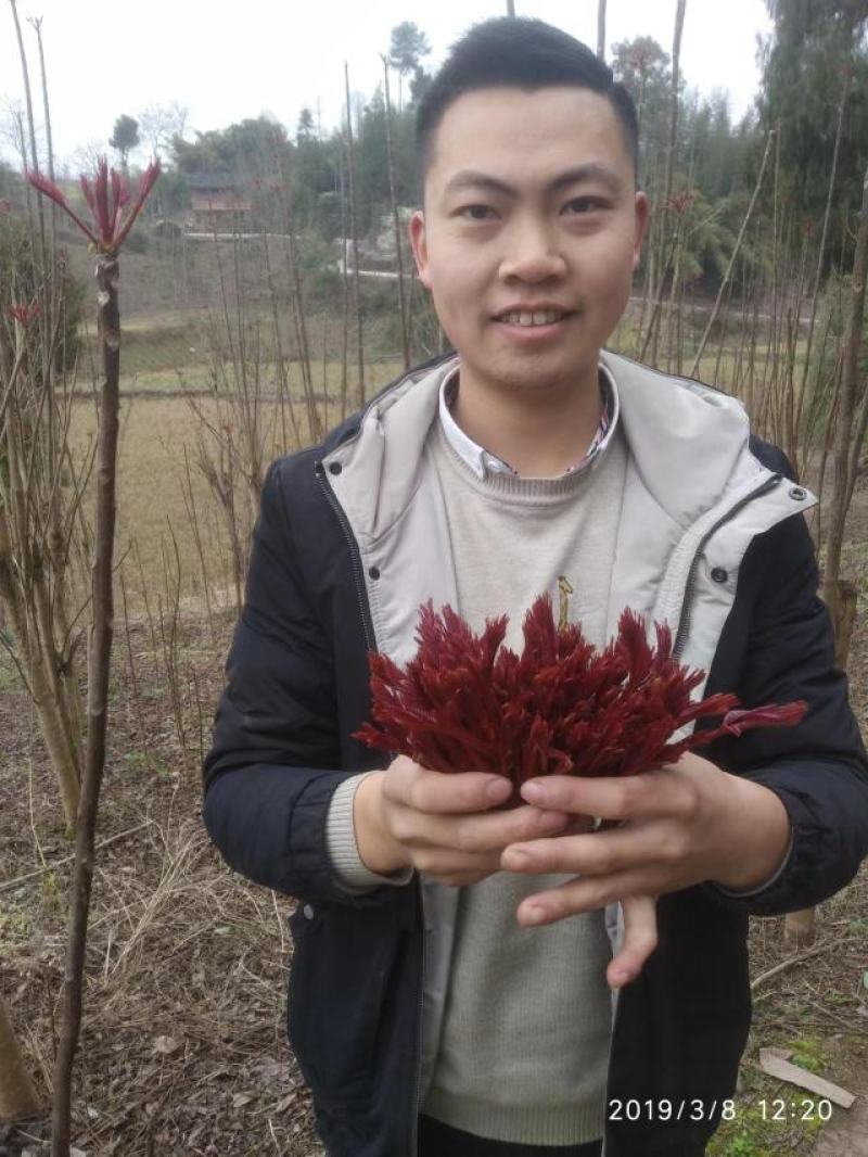 香椿芽红油香椿产地直供即将大量上市欢迎合作