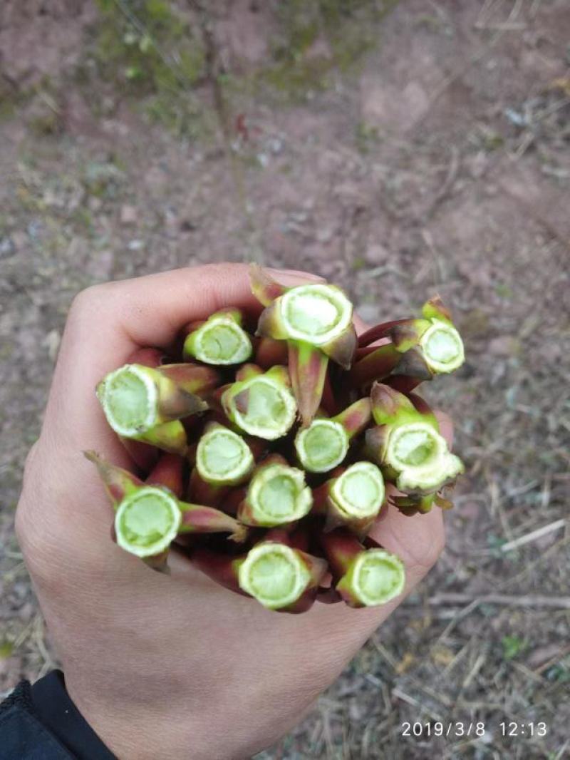 香椿芽红油香椿产地直供即将大量上市欢迎合作