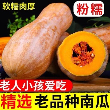 湖北金韩密本南瓜全黄电商小南瓜加工厂养殖场老南瓜