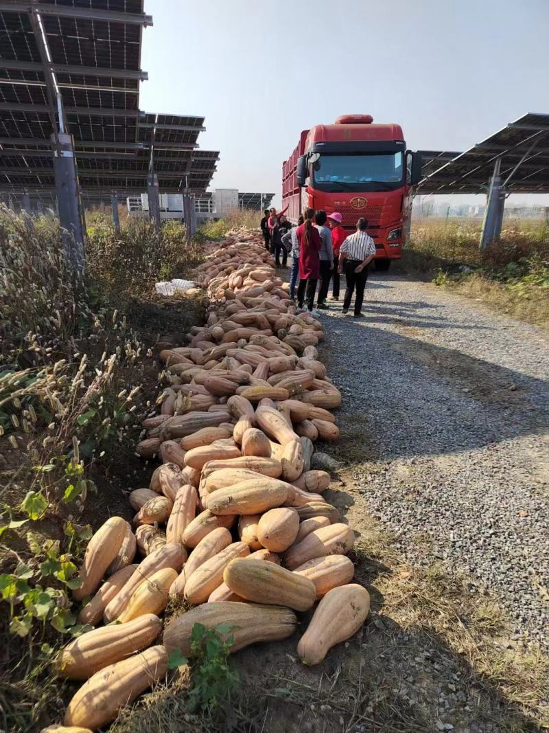 湖北金韩密本南瓜全黄电商小南瓜加工厂养殖场老南瓜