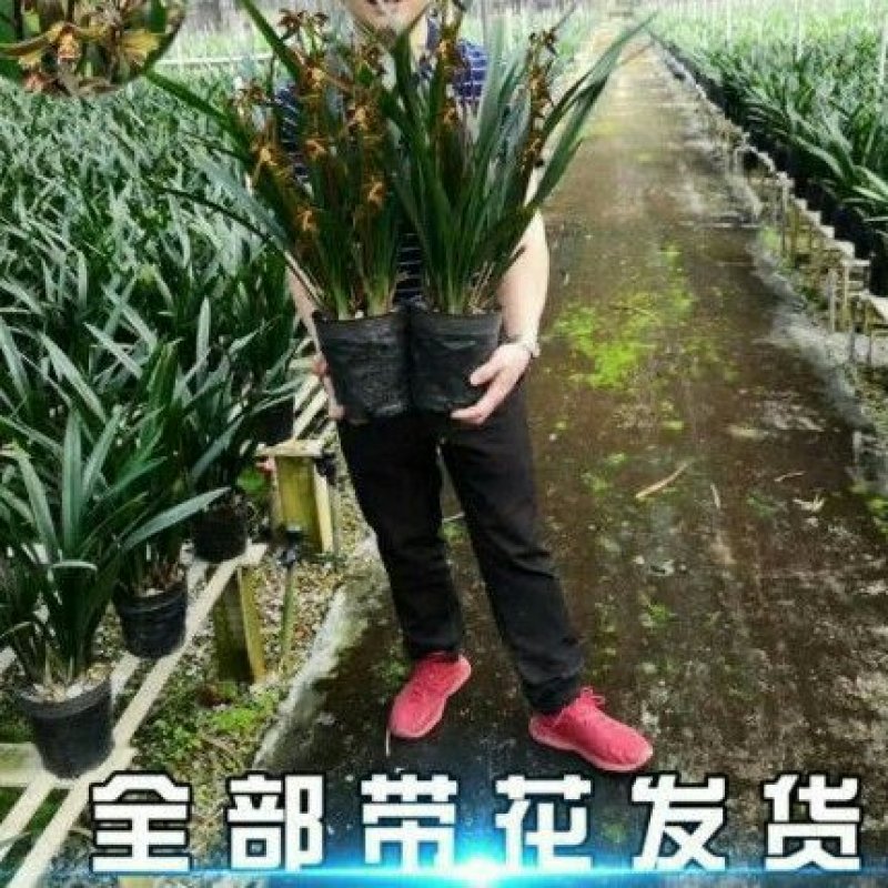 超大颗10苗带花苞兰花盆栽企黑墨兰报岁兰兰花宽叶兰花