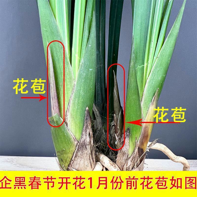 超大颗10苗带花苞兰花盆栽企黑墨兰报岁兰兰花宽叶兰花