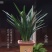 超大颗10苗带花苞兰花盆栽企黑墨兰报岁兰兰花宽叶兰花