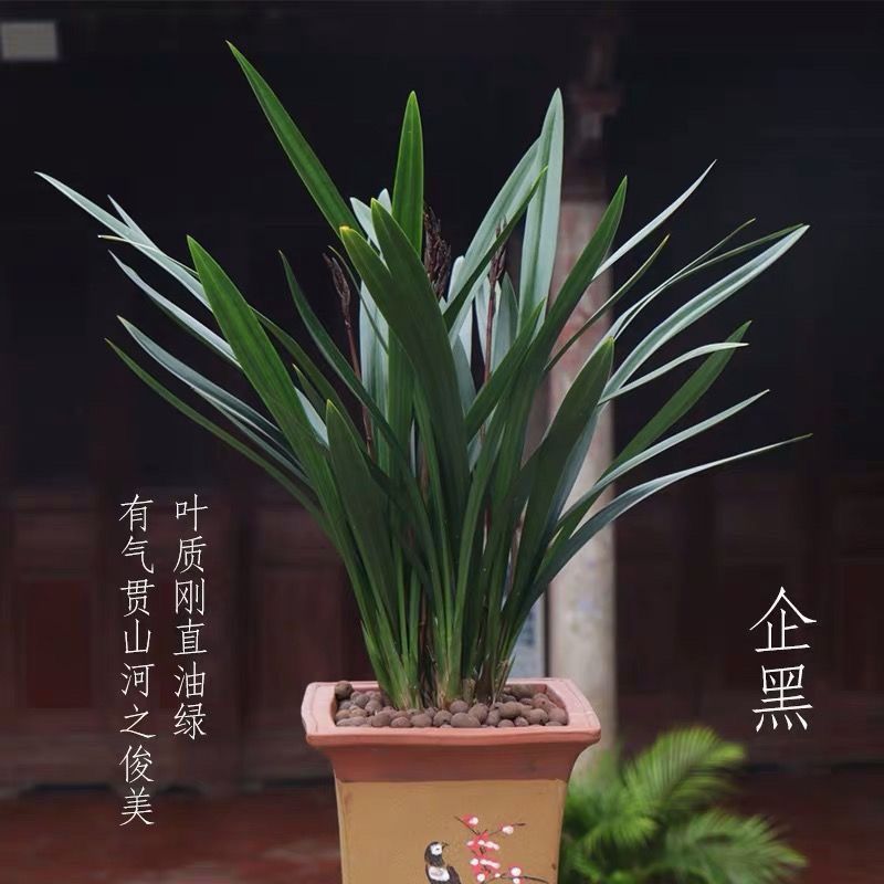超大颗10苗带花苞兰花盆栽企黑墨兰报岁兰兰花宽叶兰花