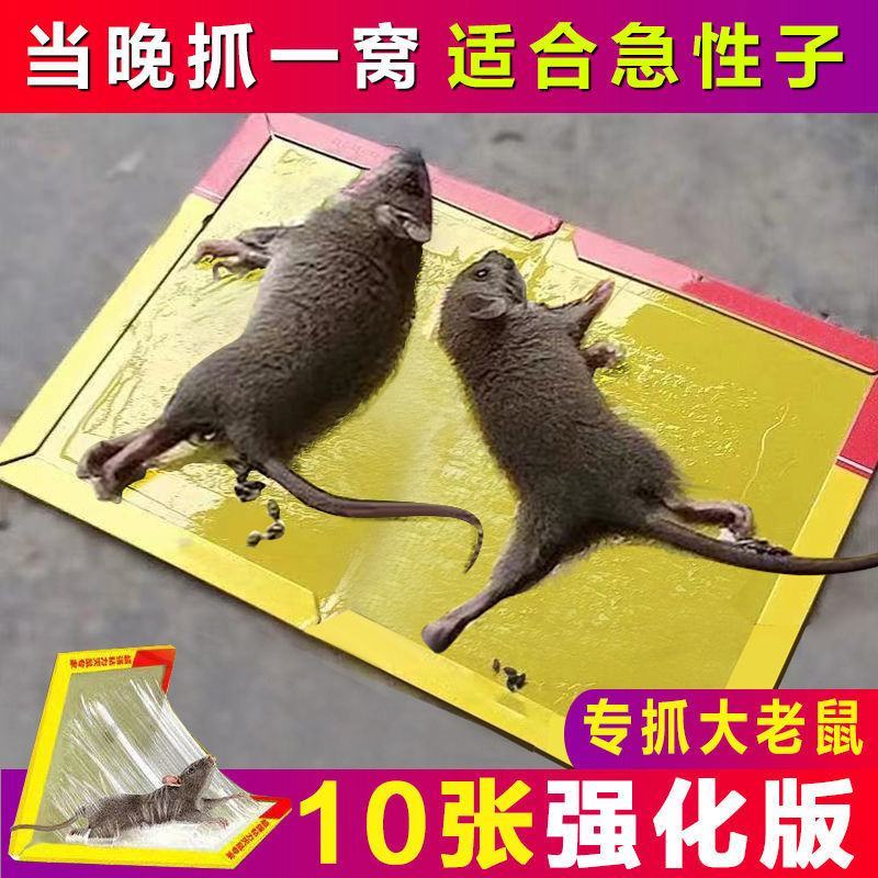 家用强力粘鼠板批发耗子粘贴老鼠贴抓老鼠粘板老鼠强力胶自带