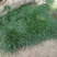 虎须菖蒲苗九节菖蒲苗大叶红心现挖现发保证成活率