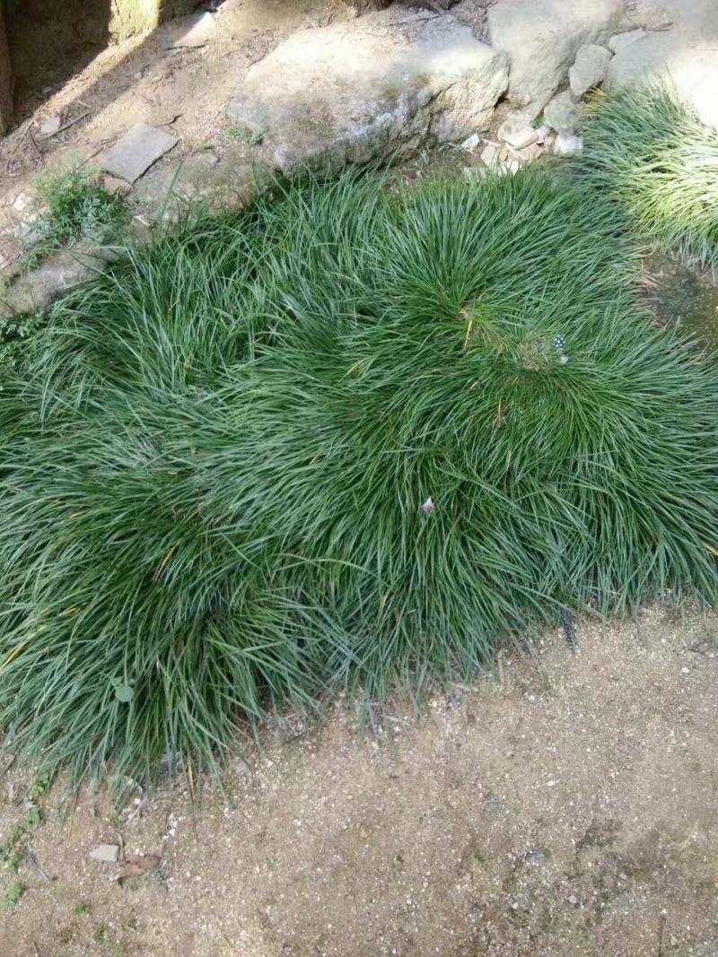 虎须菖蒲苗九节菖蒲苗大叶红心现挖现发保证成活率