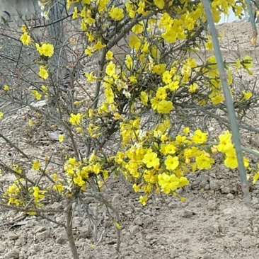 【有好货】大山里自然生长的迎春花，无人工培育纯野生产地直供