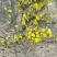 【有好货】大山里自然生长的迎春花，无人工培育纯野生产地直供