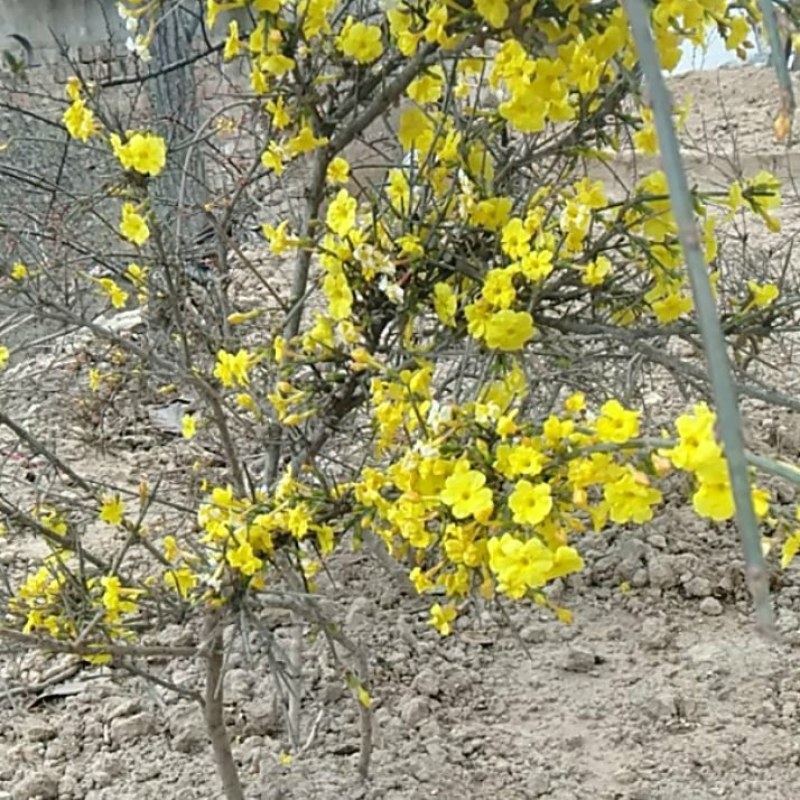 【有好货】大山里自然生长的迎春花，无人工培育纯野生产地直供