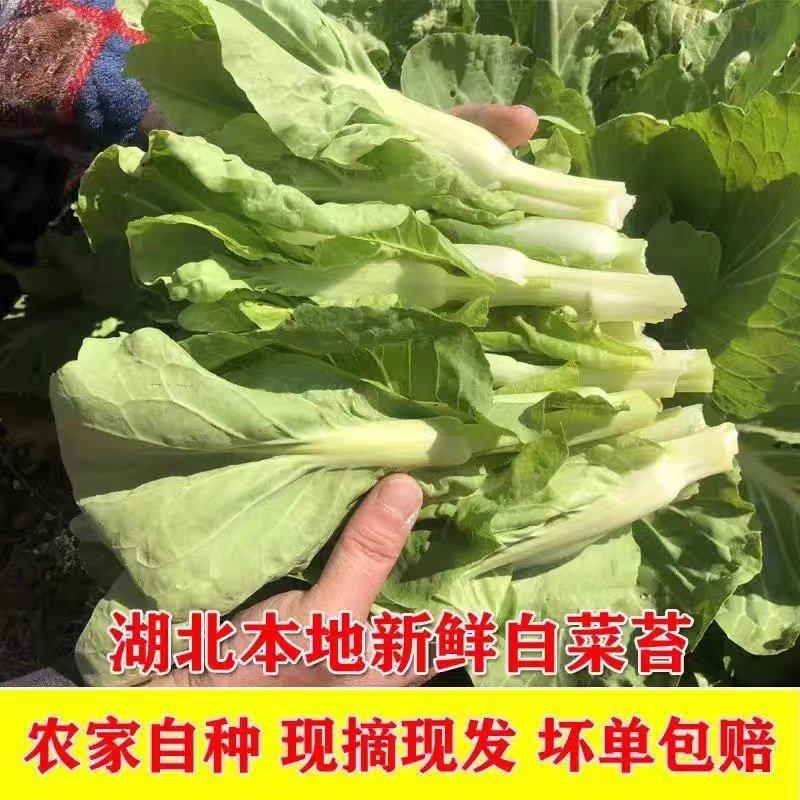 白菜苔，大量供应中，保质保量，欢迎订购。