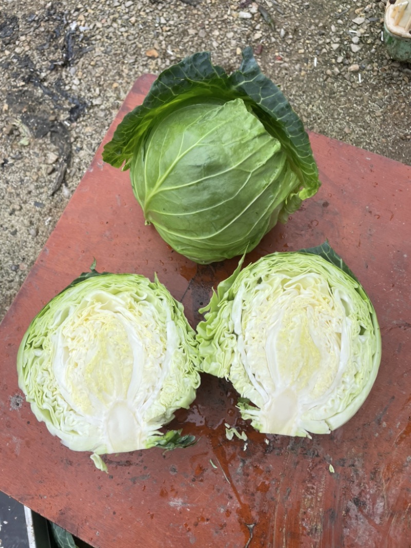 甘蓝，大颗甘蓝上市。菜很漂亮，根图片一样