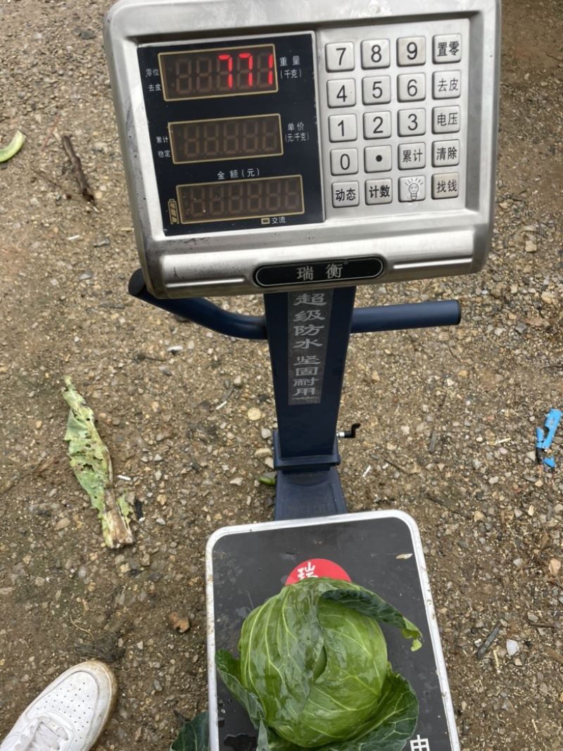 甘蓝，大颗甘蓝上市。菜很漂亮，根图片一样