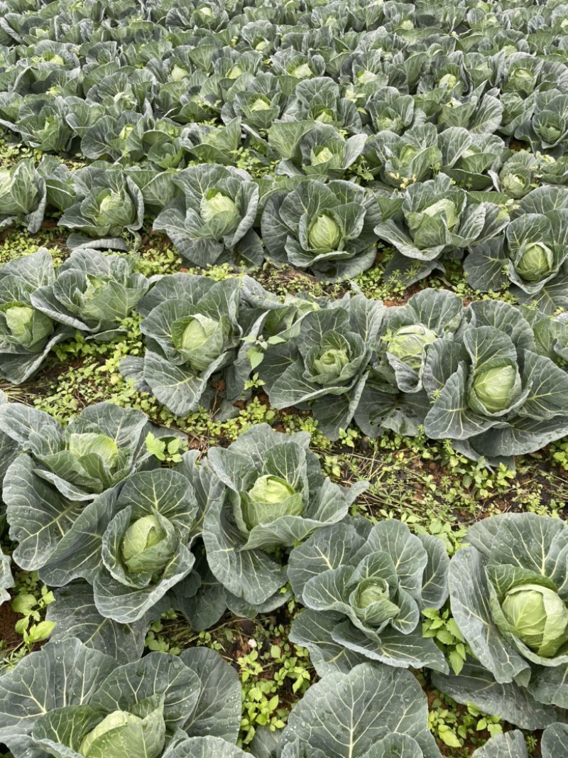 甘蓝，大颗甘蓝上市。菜很漂亮，根图片一样
