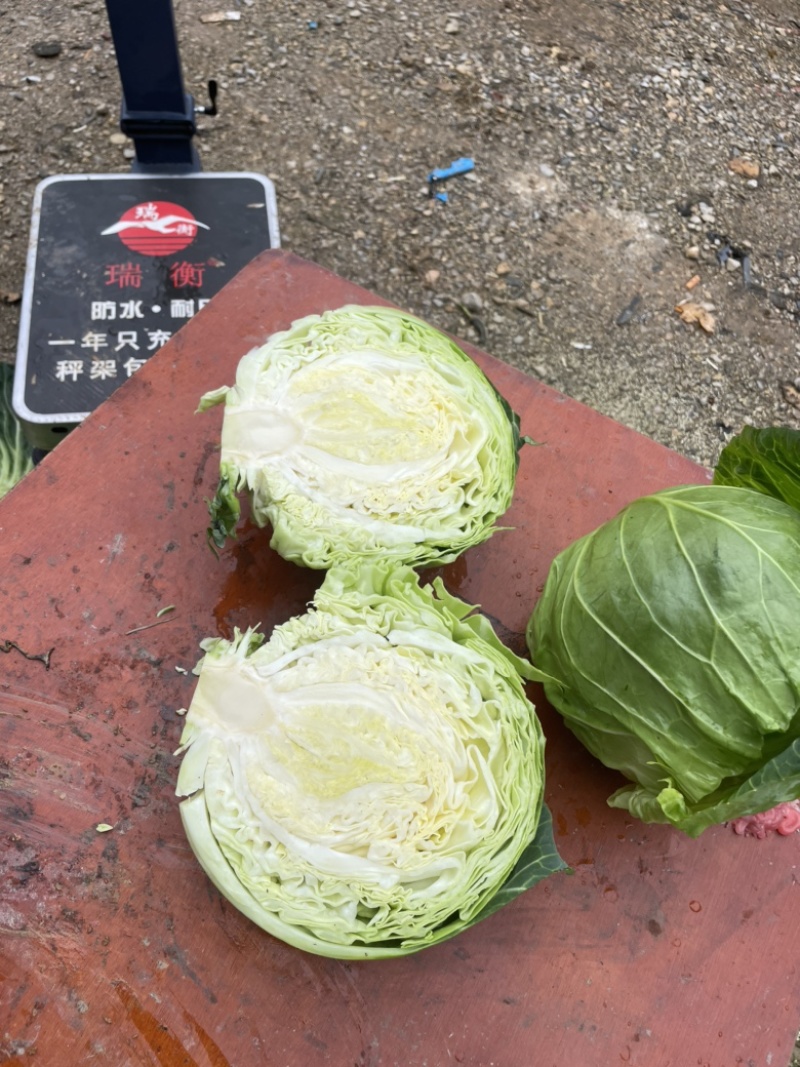 甘蓝，大颗甘蓝上市。菜很漂亮，根图片一样