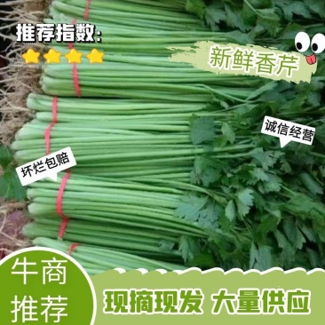 聊城精品香芹产地一手货源保质保量全国代发欢迎致电