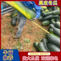 盐城精品冬瓜上市，亩产10000斤，价格美丽欢迎来电