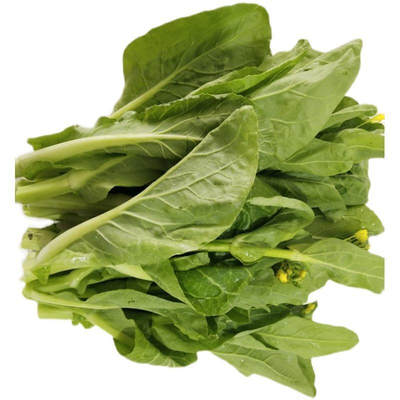 [菜苔]白菜苔一手货源货源充足支持视频看货现摘现发