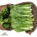[菜苔]白菜苔一手货源货源充足支持视频看货现摘现发