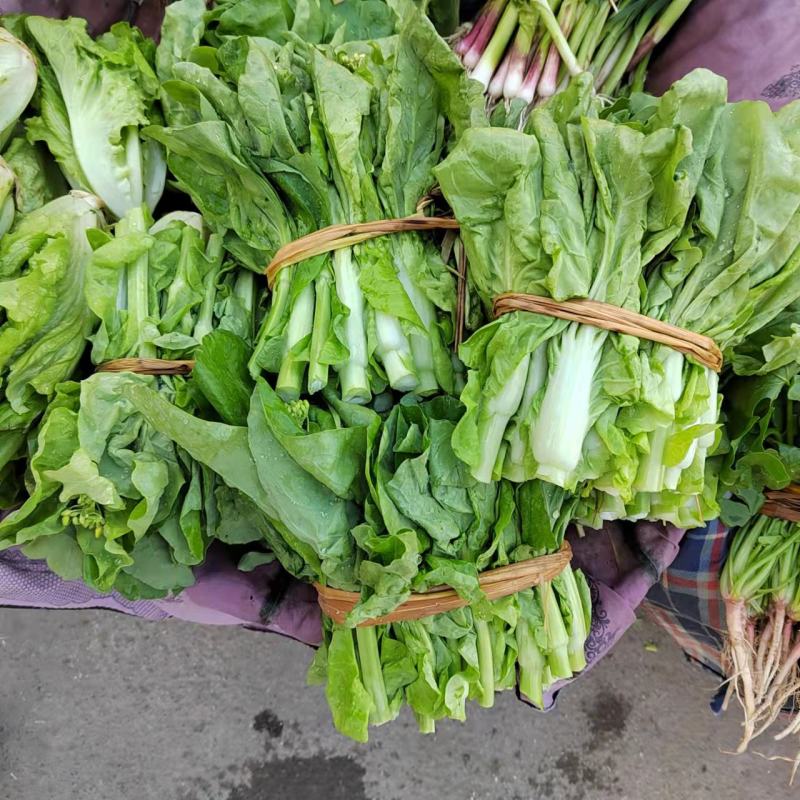 [菜苔]白菜苔一手货源货源充足支持视频看货现摘现发