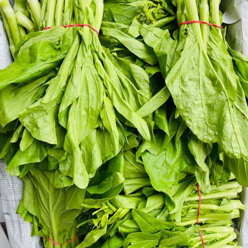 [菜苔]白菜苔一手货源货源充足支持视频看货现摘现发