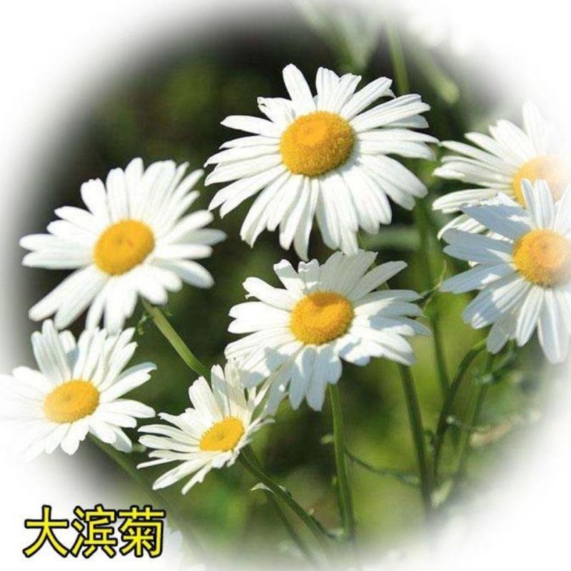 大滨菊种子，西洋滨菊种子，多年生宿根花籽易活花种子批发