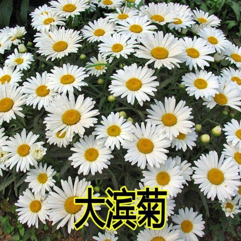 大滨菊种子，西洋滨菊种子，多年生宿根花籽易活花种子批发
