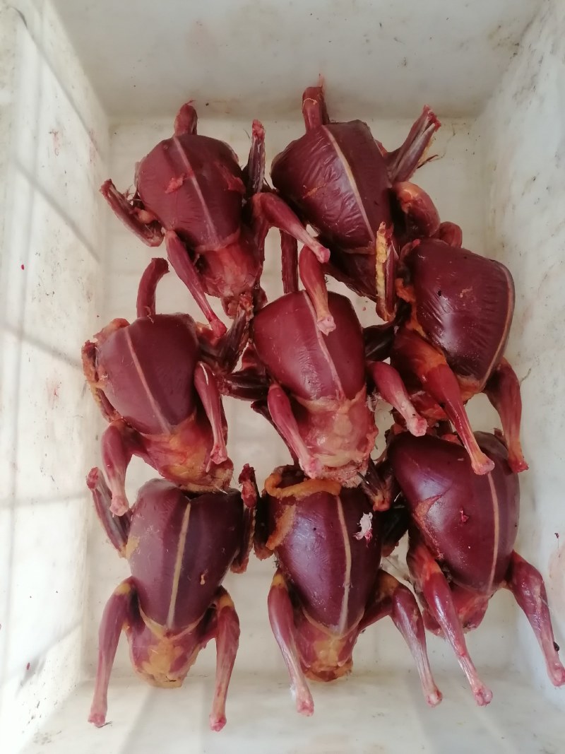 扒皮鸽子，扒皮乳鸽常年供应烧烤店，量大优惠。常年有货。