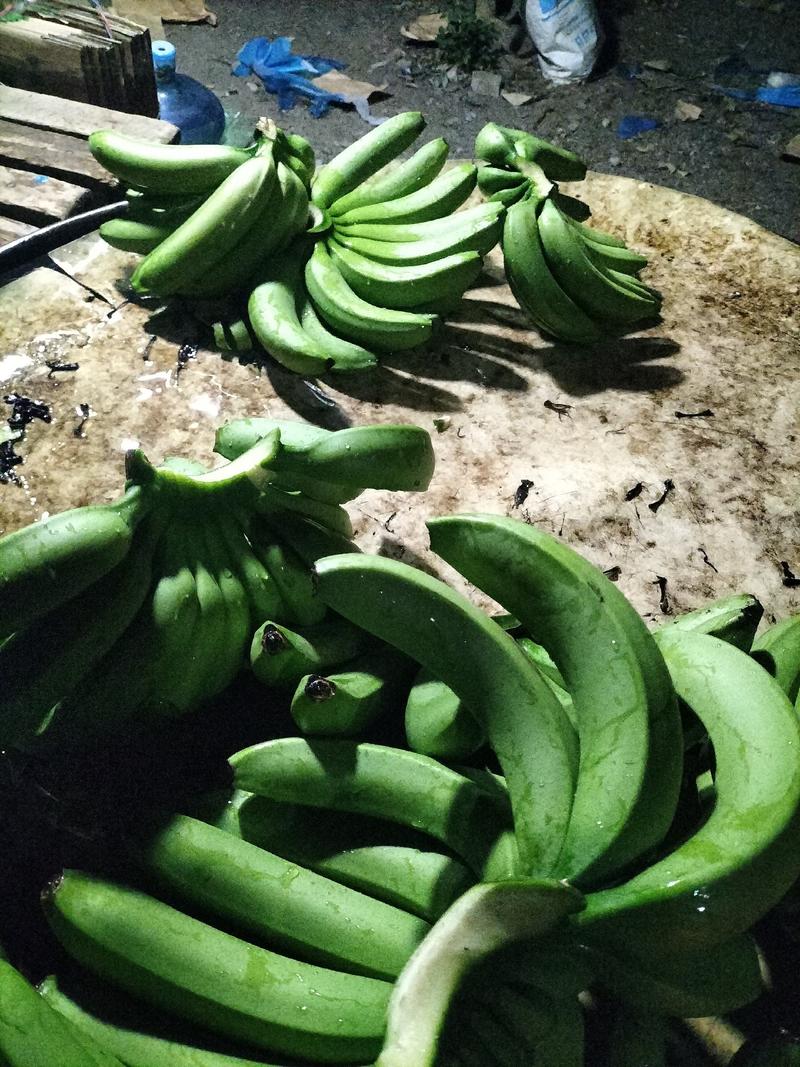 云南河口香蕉大量上市来电优惠果园直发售后保障