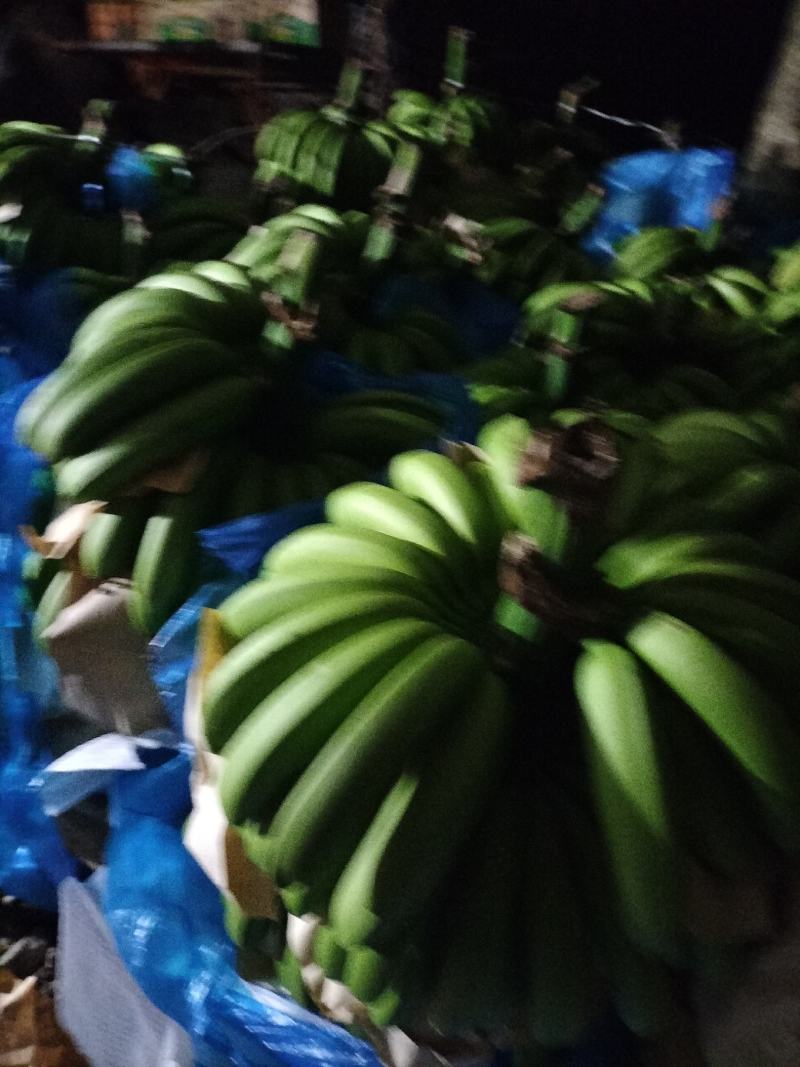 云南河口香蕉大量上市来电优惠果园直发售后保障