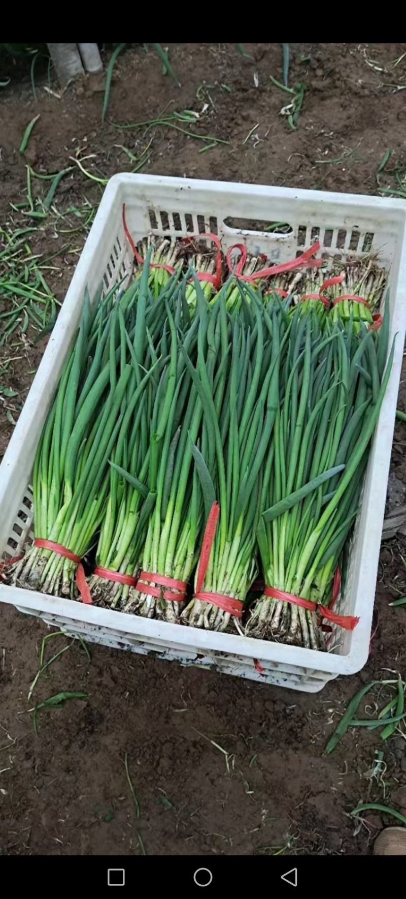 精品小葱直供疏菜基地