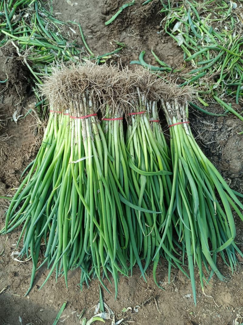 精品小葱直供疏菜基地