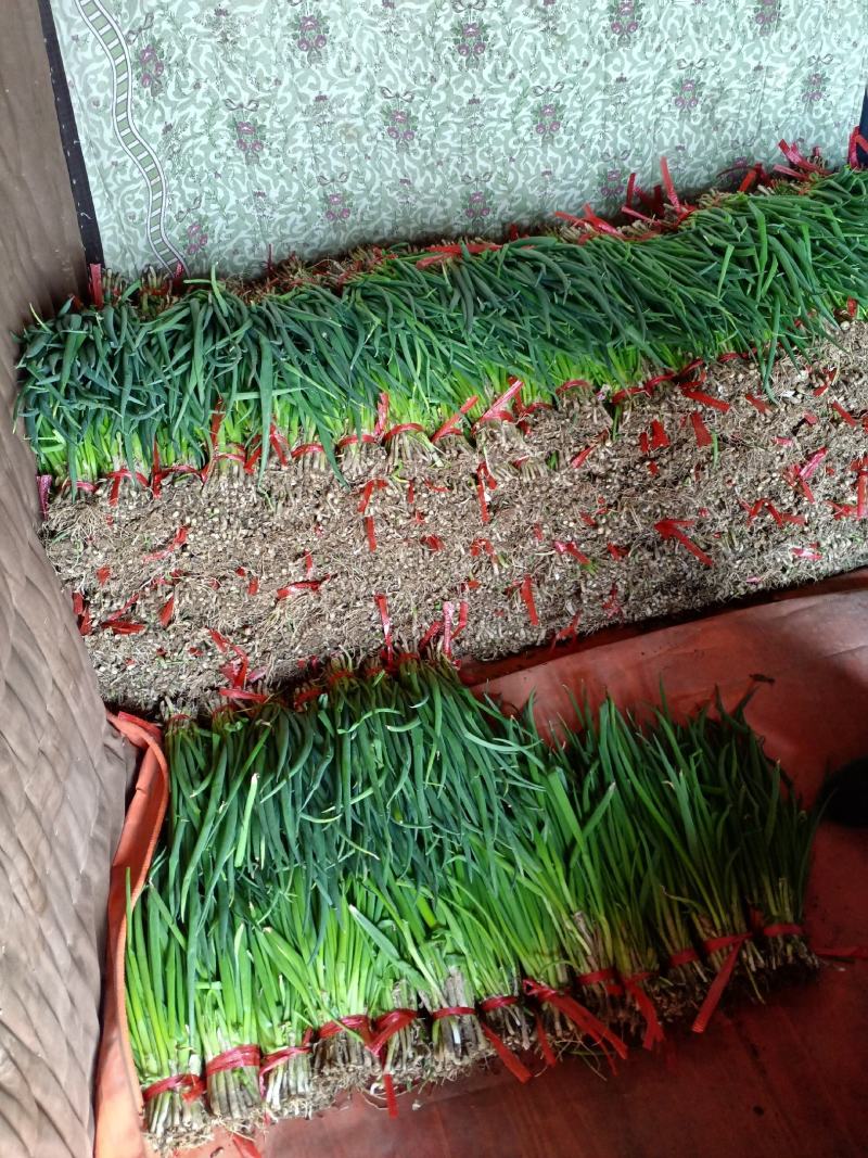 精品小葱直供疏菜基地