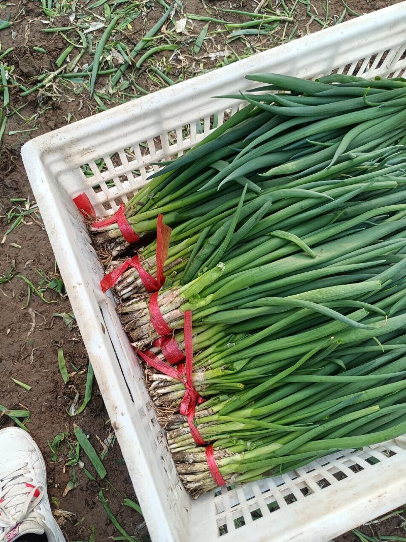 精品小葱直供疏菜基地