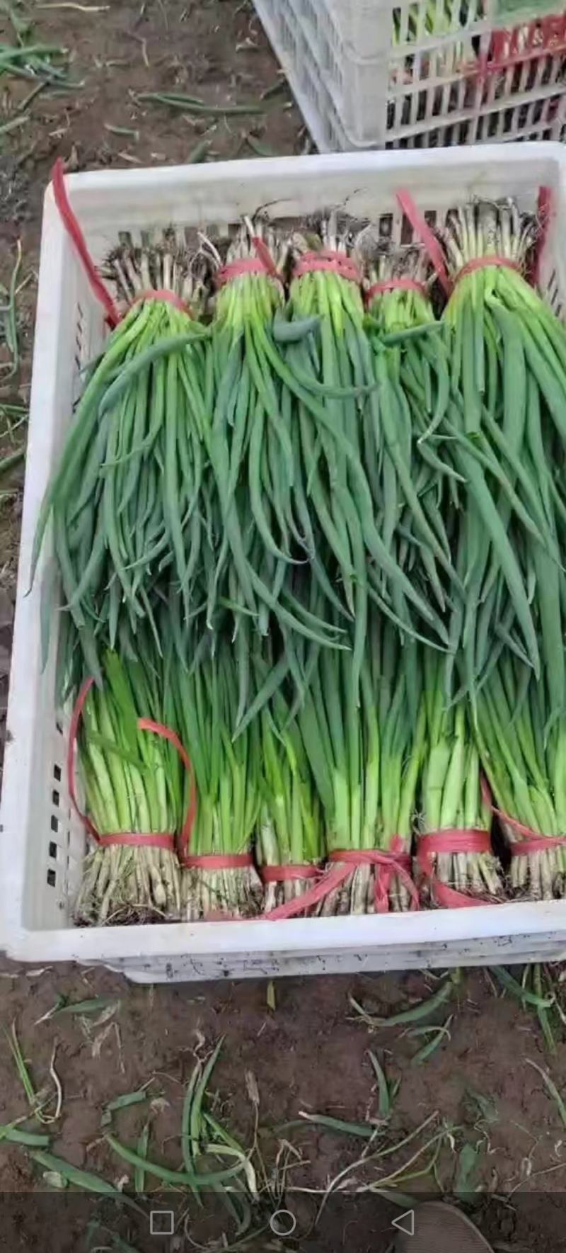 精品小葱直供疏菜基地