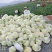 自己基地400亩出口，平台，商超，白面青梗小米花