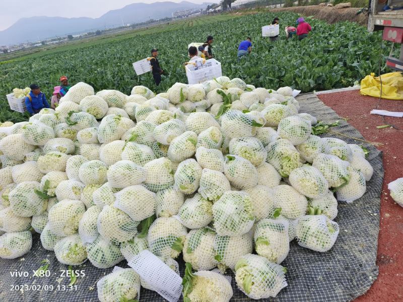 自己基地400亩出口，平台，商超，白面青梗小米花
