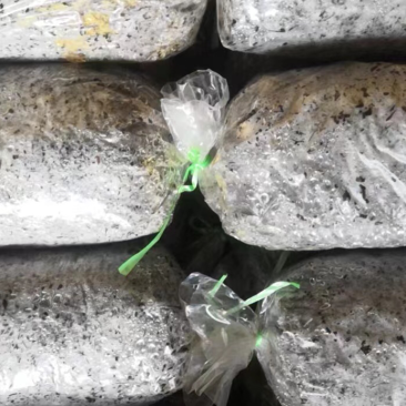 鸡腿菇菌种栽培种
