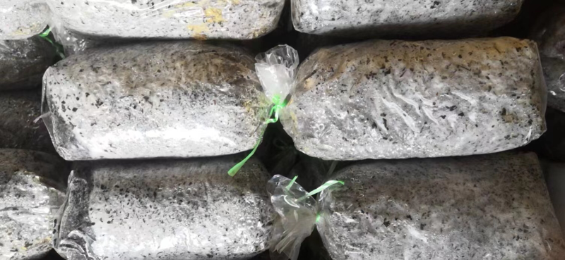 鸡腿菇菌种栽培种